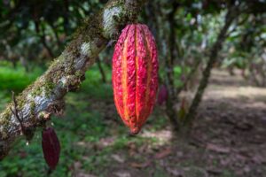 Cacao garden