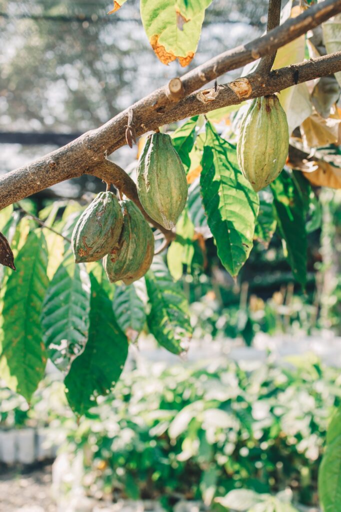 Cacao Tree (Theobroma cacao). Organic cocoa fruit pods in nature.