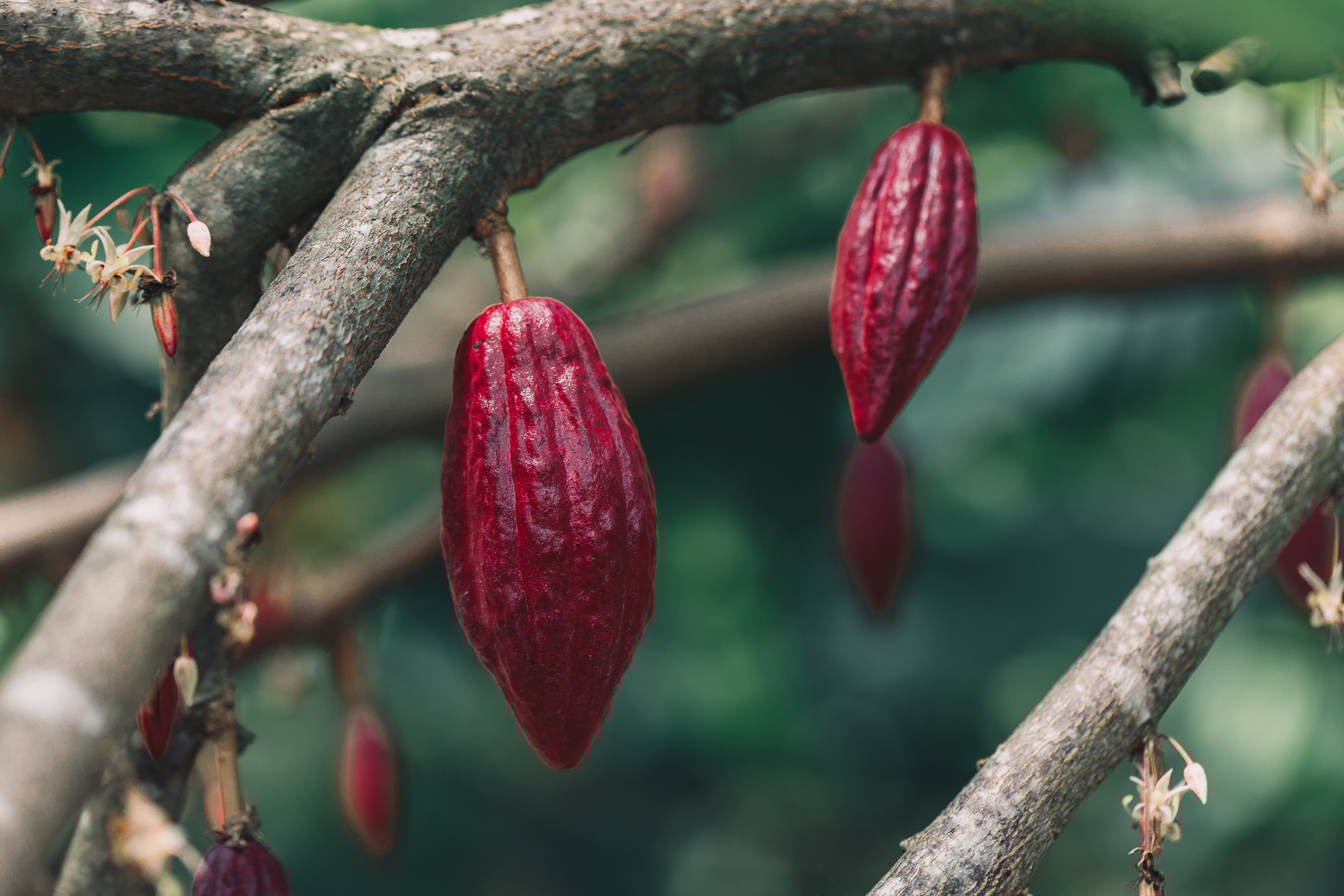 Cacao Tree (Theobroma cacao). Organic cocoa fruit pods in nature.