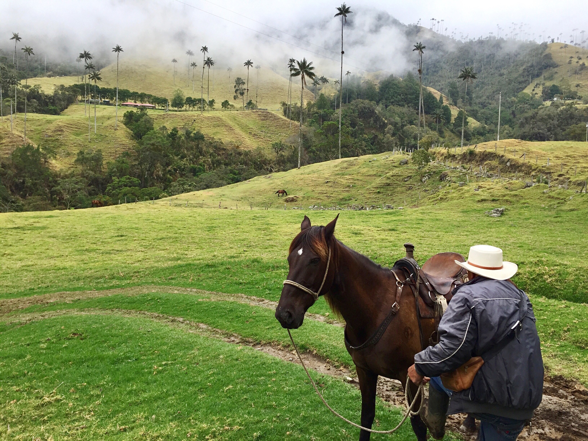 Man riding a horse in Cocora Valley, Colombia, among the tallest palm trees in the world.